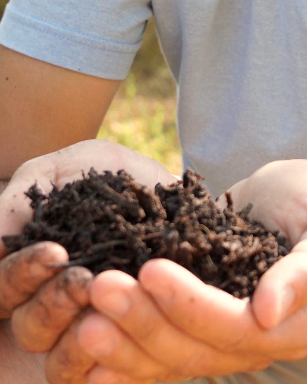 Hands holding treated soil in the field