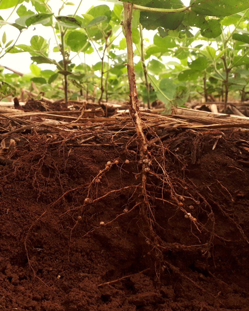 Soybean roots in living soil
