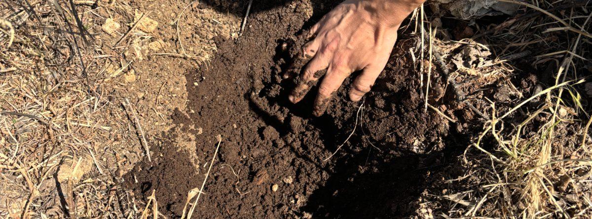 Turning over dry, compacted field soil by hand